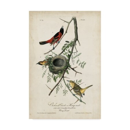 John James Audubon 'Orchard Orioles' Canvas Art,30x47